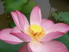 -南宁良凤江国家森林公园