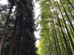-山王坪喀斯特国家生态公园
