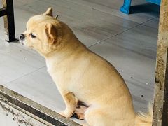 -胖子锅贴(双阳路111弄店)