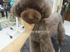 -多卡布奇宠物生活馆(上林世家店)