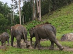 -Elephant Care & Grand Canyon Jumping