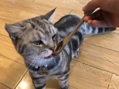 -Cappucimeow猫咪咖啡馆(韦伯时代店)