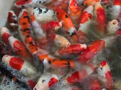 -金陵花卉交易市场