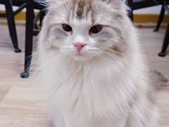 -柴迷FANS CLUB·柴犬狗咖·猫咖