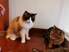 -Catmate·猫肥家润(金润铂宫店)