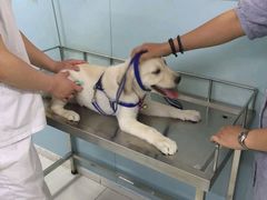 -中农大我爱我爱24h动物医院·中医针灸·猫专科·骨科医疗中心(双井店)