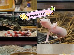 -帕帕拉兹宠物(亚洲旗舰店)