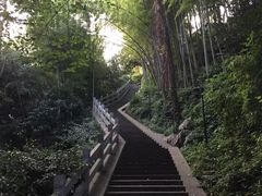 -龙井村