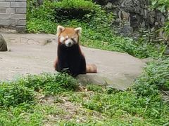 -都江堰中华大熊猫苑