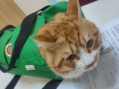-瑞派长江宠物医院·猫科·外科·24小时夜护(谊城公寓分院)
