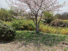 -梁鸿国家湿地公园