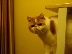 -猫大福·Fortune Cat猫舍(百子湾店)