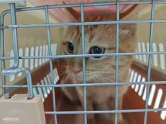 -北京观赏动物医院·24小时大型综合·猫专科·异宠专科