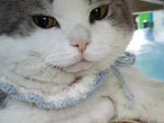 -瑞派动物医院·猫专科·至诚(江南中分院)