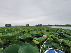 -滕州微山湖红荷湿地景区