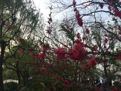 -西湖外事游船(花港观鱼码头)