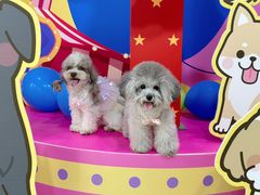 -百好乐宠物友好餐厅(朝外大街店)