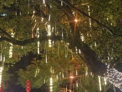 -溪岸路花鸟市场