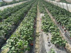 -小鱼草莓采摘园农家乐·小鱼餐厅