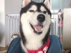 -Husky Go! 哈士奇体验馆·宠物咖啡厅狗咖