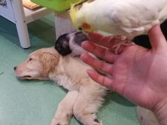 -藦茜花园宠物主题亲子互动体验馆(国顺东路店)