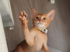 -猫十亿·布偶金渐层·曼基康矮脚猫舍(青年路店)