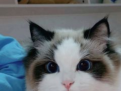 -欣宠猫屋·矮脚拿破仑·蓝金金渐层