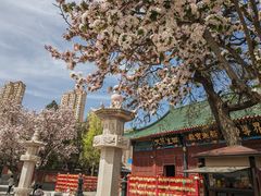 -天津大悲禅院