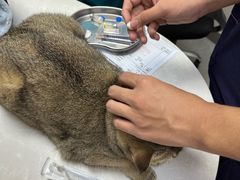 -中农国际动物医院24小时·猫科·骨科·急重症中心