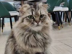 -安格丽娜·狗咖·猫咖羊驼咖(春熙路百盛商场店)