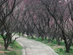 -无锡梅园公园