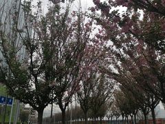-奈雪的茶(国金中心店)