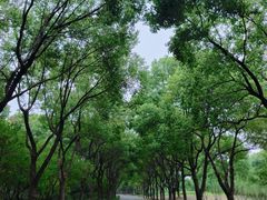 -贡湖湾湿地公园