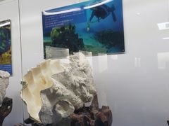 -贝壳王国博物馆