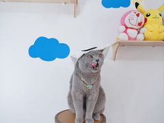 -帕帕拉兹宠物(亚洲旗舰店)