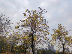 -荔湾湖公园