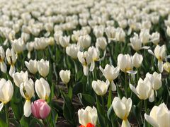 -廊坊文化艺术中心