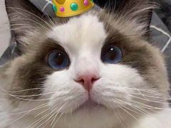 -猫十亿·布偶金渐层·曼基康矮脚猫舍(青年路店)