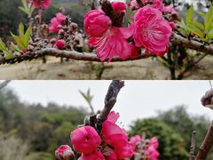 -南国桃园旅游度假区