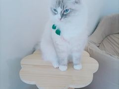 -怪兽屋·羊驼·猫咖·狗咖(俊华广场店)