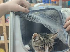 -天使宠物医院·犬猫分诊(彩虹店)