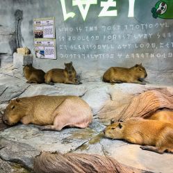 -Zoolung Zoolung动物主题公园(海信广场店)