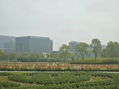 -春花秋色城市公园