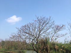 -大湾区中央湿地公园