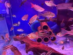 -山东柏宁水族批发广场