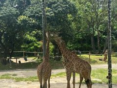 -深圳野生动物园