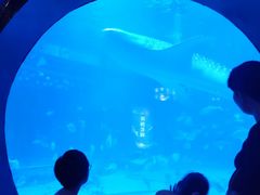 -烟台海昌鲸鲨海洋公园