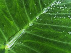 -深圳仙湖植物园