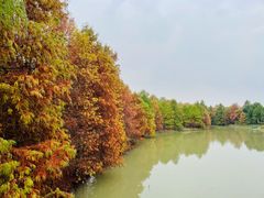 -上海海湾国家森林公园