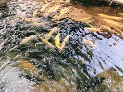 -北京龙庆四季香农家饭庄·灶台鱼·碳烤虹鳟鱼(龙庆峡店)